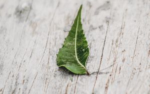 Preview wallpaper leaf, veins, macro, wooden, surface