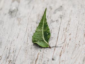 Preview wallpaper leaf, veins, macro, wooden, surface