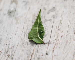 Preview wallpaper leaf, veins, macro, wooden, surface