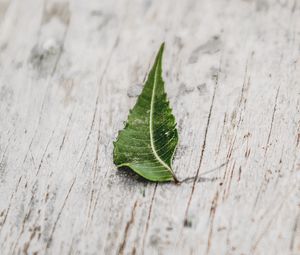 Preview wallpaper leaf, veins, macro, wooden, surface