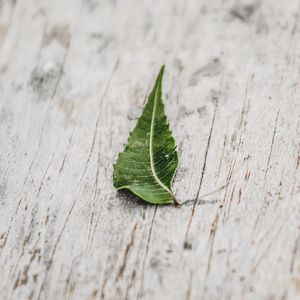 Preview wallpaper leaf, veins, macro, wooden, surface