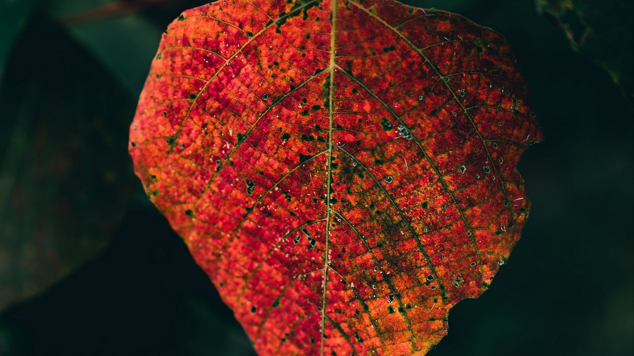 Wallpaper leaf, veins, macro, autumn, red