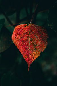 Preview wallpaper leaf, veins, macro, autumn, red