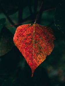 Preview wallpaper leaf, veins, macro, autumn, red