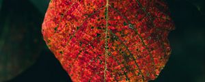 Preview wallpaper leaf, veins, macro, autumn, red