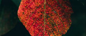 Preview wallpaper leaf, veins, macro, autumn, red