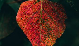 Preview wallpaper leaf, veins, macro, autumn, red