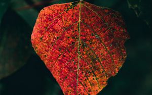 Preview wallpaper leaf, veins, macro, autumn, red