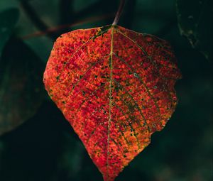 Preview wallpaper leaf, veins, macro, autumn, red