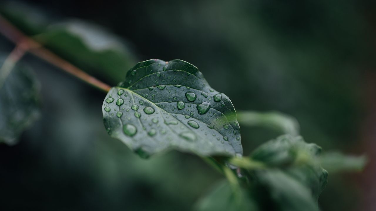 Wallpaper leaf, veins, macro, drops, wet