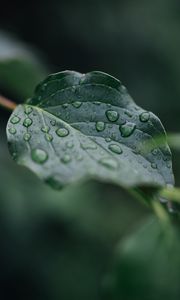 Preview wallpaper leaf, veins, macro, drops, wet