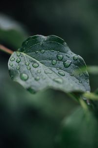 Preview wallpaper leaf, veins, macro, drops, wet