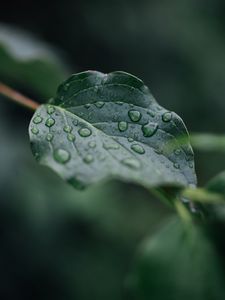 Preview wallpaper leaf, veins, macro, drops, wet