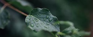 Preview wallpaper leaf, veins, macro, drops, wet