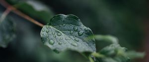 Preview wallpaper leaf, veins, macro, drops, wet