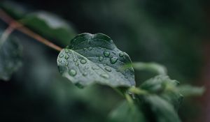 Preview wallpaper leaf, veins, macro, drops, wet