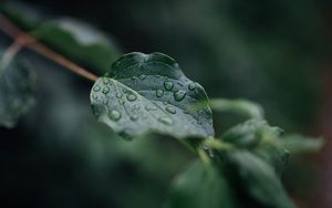 Preview wallpaper leaf, veins, macro, drops, wet