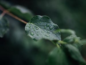 Preview wallpaper leaf, veins, macro, drops, wet