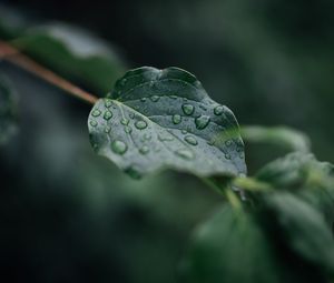 Preview wallpaper leaf, veins, macro, drops, wet