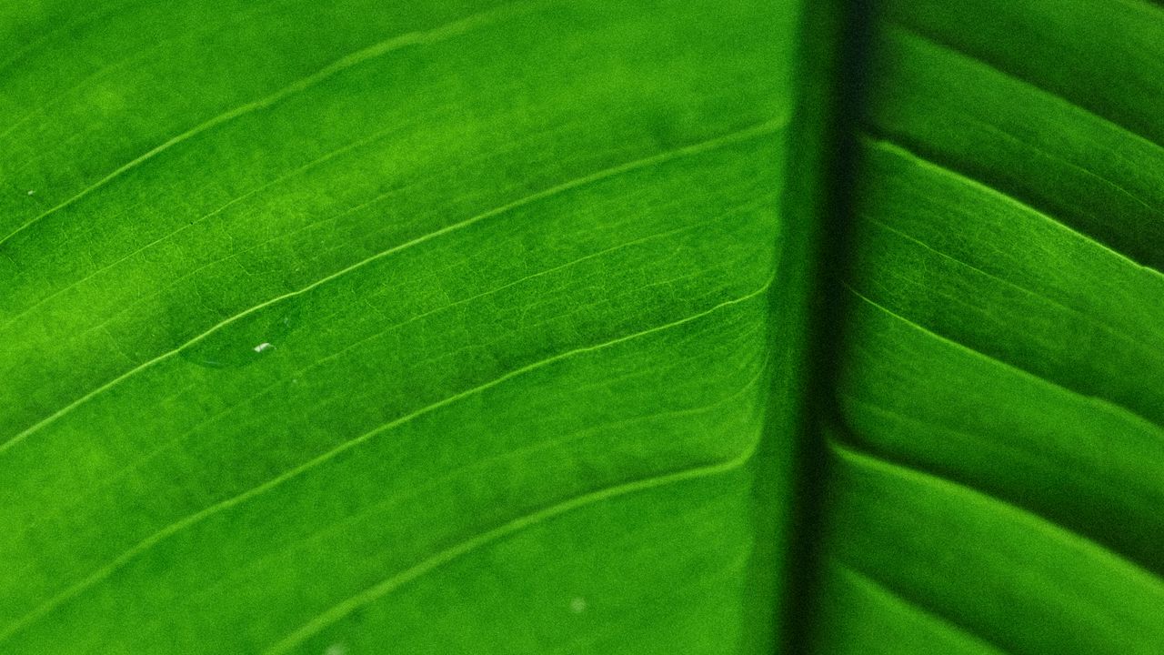 Wallpaper leaf, veins, macro, surface, green