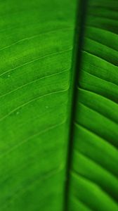 Preview wallpaper leaf, veins, macro, surface, green