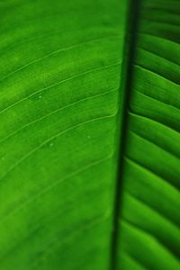 Preview wallpaper leaf, veins, macro, surface, green