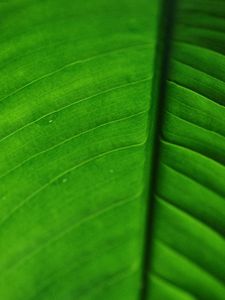 Preview wallpaper leaf, veins, macro, surface, green