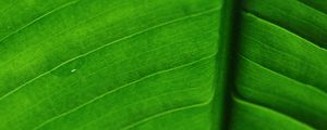 Preview wallpaper leaf, veins, macro, surface, green
