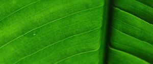 Preview wallpaper leaf, veins, macro, surface, green