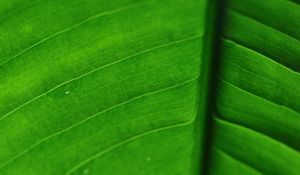 Preview wallpaper leaf, veins, macro, surface, green