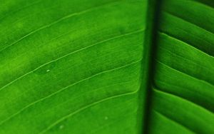 Preview wallpaper leaf, veins, macro, surface, green