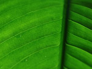 Preview wallpaper leaf, veins, macro, surface, green