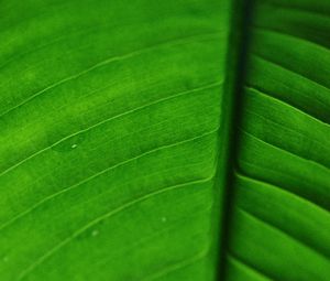 Preview wallpaper leaf, veins, macro, surface, green