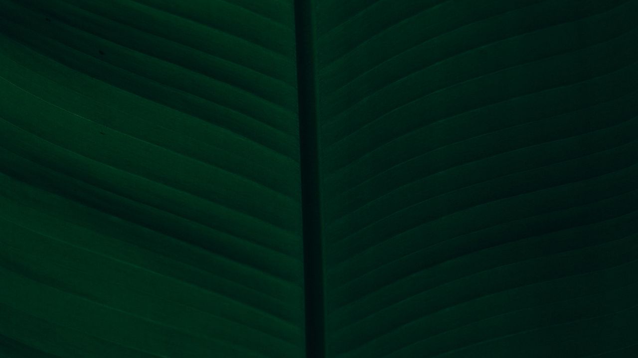 Wallpaper leaf, veins, macro, green, dark