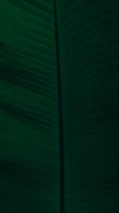 Preview wallpaper leaf, veins, macro, green, dark