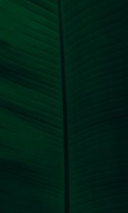 Preview wallpaper leaf, veins, macro, green, dark