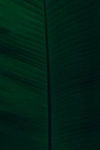 Preview wallpaper leaf, veins, macro, green, dark