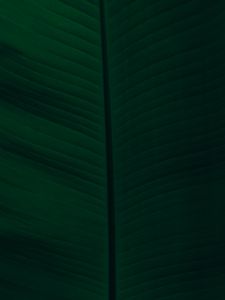 Preview wallpaper leaf, veins, macro, green, dark