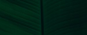 Preview wallpaper leaf, veins, macro, green, dark