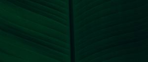 Preview wallpaper leaf, veins, macro, green, dark