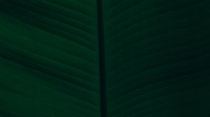 Preview wallpaper leaf, veins, macro, green, dark