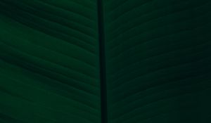 Preview wallpaper leaf, veins, macro, green, dark