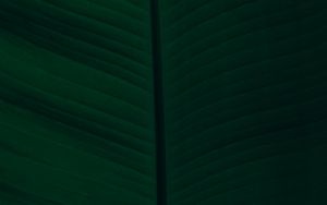 Preview wallpaper leaf, veins, macro, green, dark