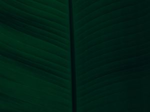 Preview wallpaper leaf, veins, macro, green, dark