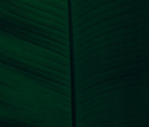 Preview wallpaper leaf, veins, macro, green, dark