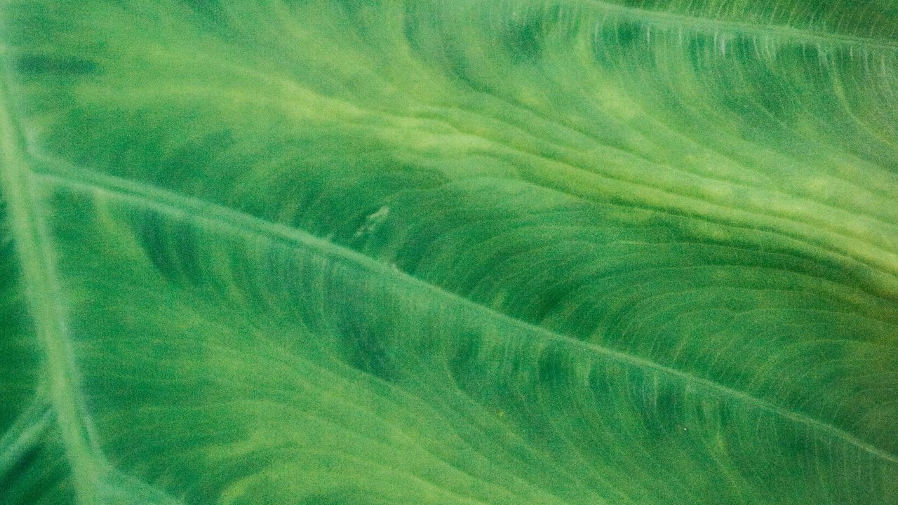 Wallpaper leaf, veins, macro, green, plant, stripes