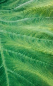 Preview wallpaper leaf, veins, macro, green, plant, stripes