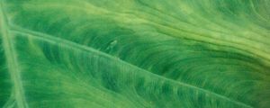 Preview wallpaper leaf, veins, macro, green, plant, stripes