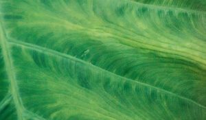 Preview wallpaper leaf, veins, macro, green, plant, stripes