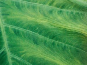 Preview wallpaper leaf, veins, macro, green, plant, stripes